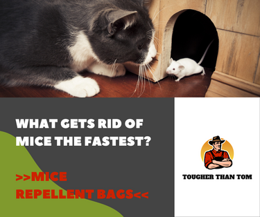 The Fastest Ways to Get Rid of Mice